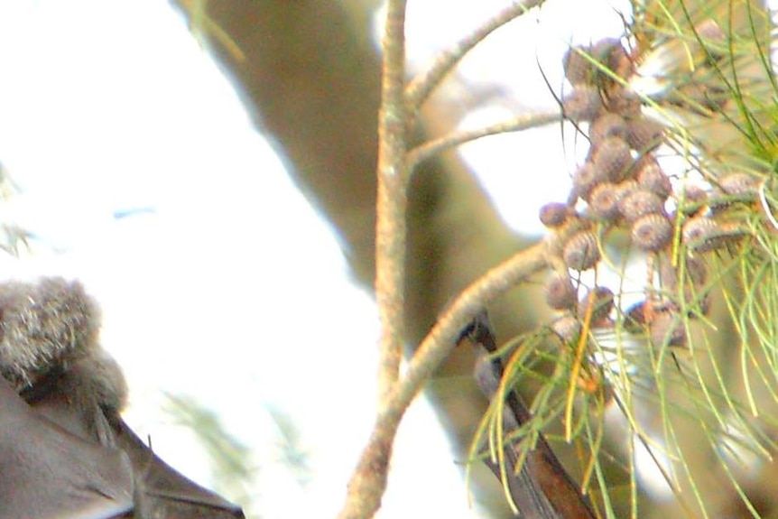 Locals say flying foxes are hurting the rural industry in the Queensland town of Gayndah.