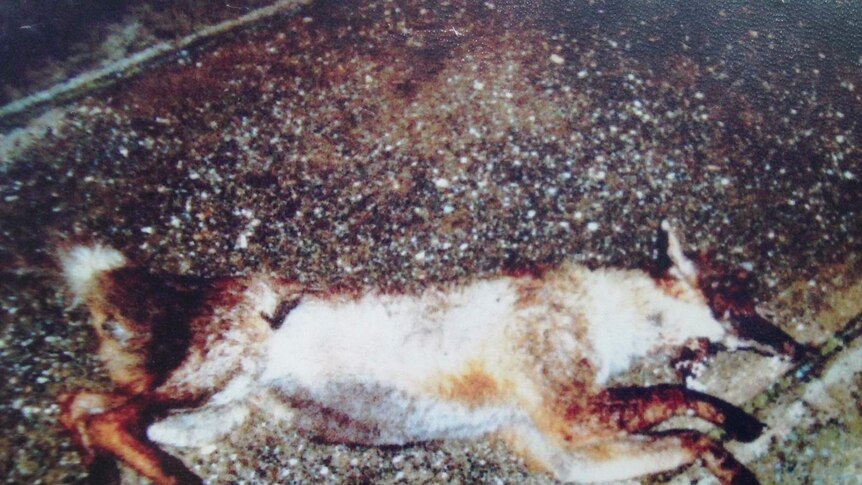 Dead fox.