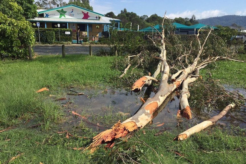 Tree lays on ground near childcare centre at Dayboro after thunderstorms.