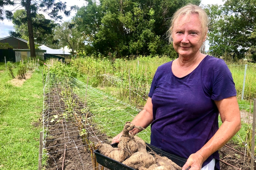 A woman in a blue t-shirt holds up a tray of tubers.