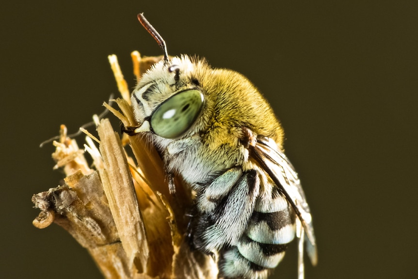 Male blue banded bee