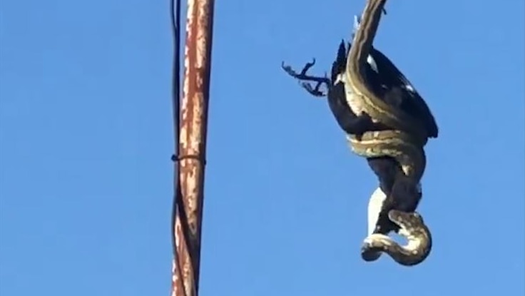 A carpet python eats a currawong on a Kingscliff roof