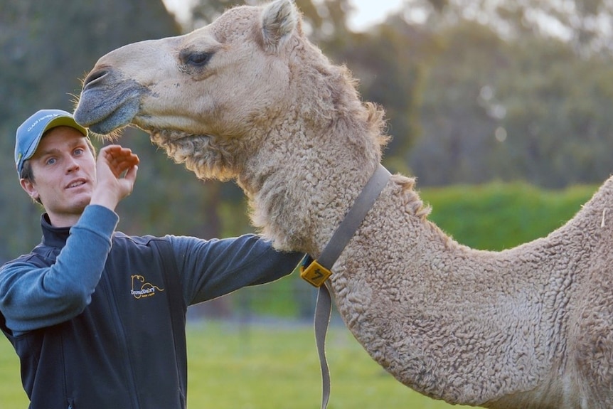 A man in cap has one hand on a camel neck and the other raised to pat it