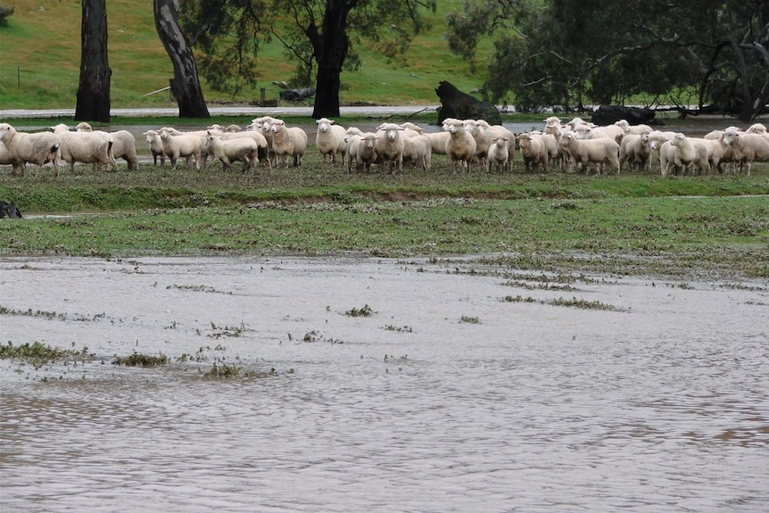Sheep stranded after flooding