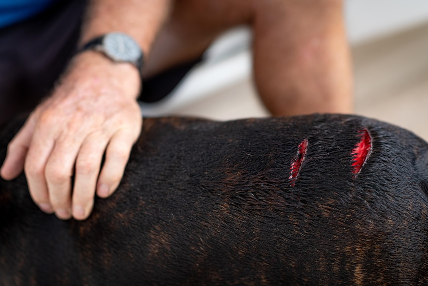 nasty cuts on a balck dog's back. man's hand also for comparison.