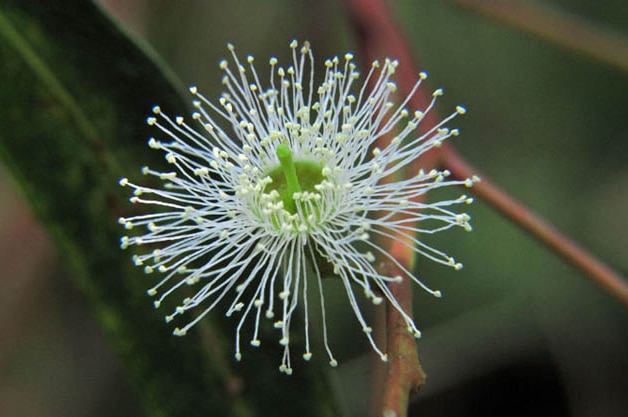 Close up of a manna gum flower