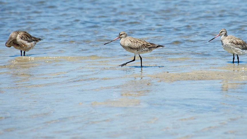 Speckled, long-billed birds in the shallows at a beach.