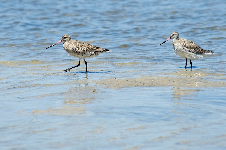 Speckled, long-billed birds in the shallows at a beach.