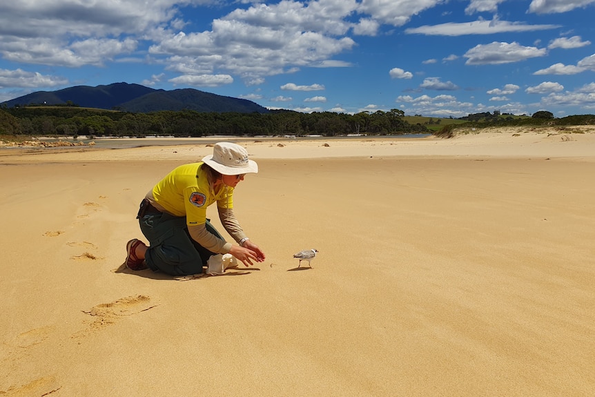A National Parks officer releases a small bird from her hands on the beach.