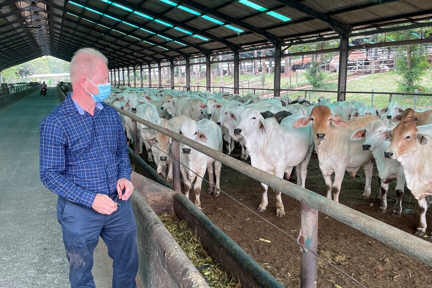 A man in a big shed beside a pen of cattle. 