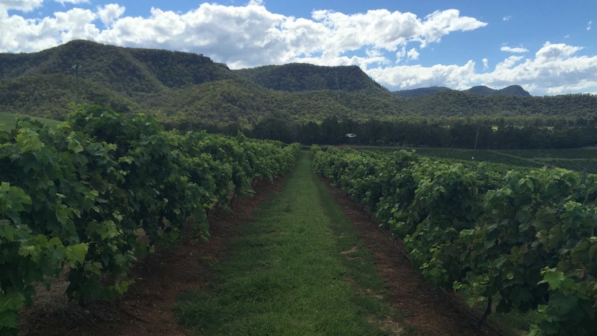 Hunter Valley vignerons say they are struggling to make a profit