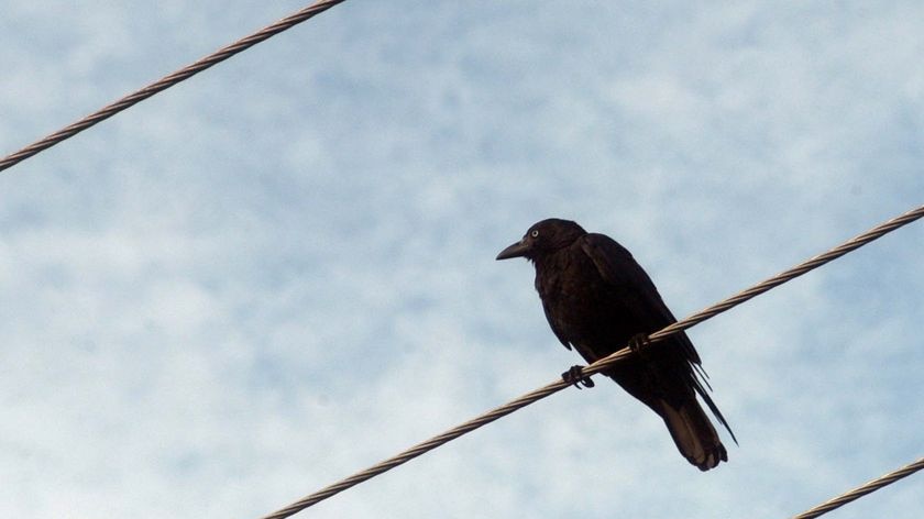 A crow sits on power lines