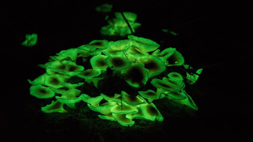 green glowing mushrooms 