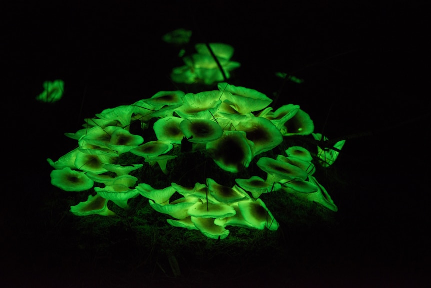 A group of glowing green ghost mushrooms on a forest floor