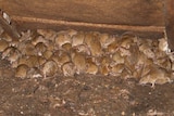 A swarm of mice in a farm shed.