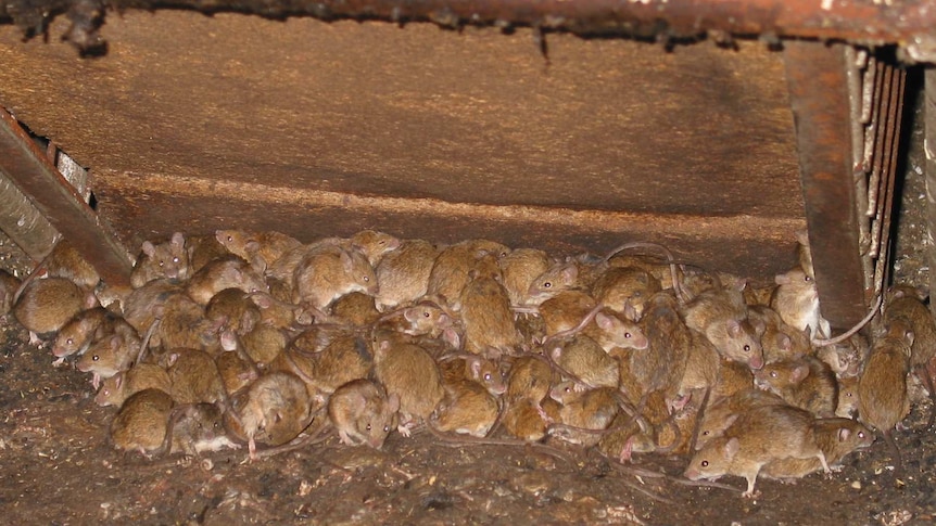 A swarm of mice in a farm shed.