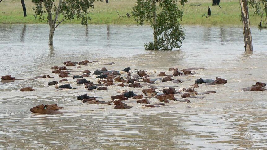 Cattle swim through the flooded Maranoa River
