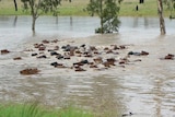 Cattle swim through the flooded Maranoa River