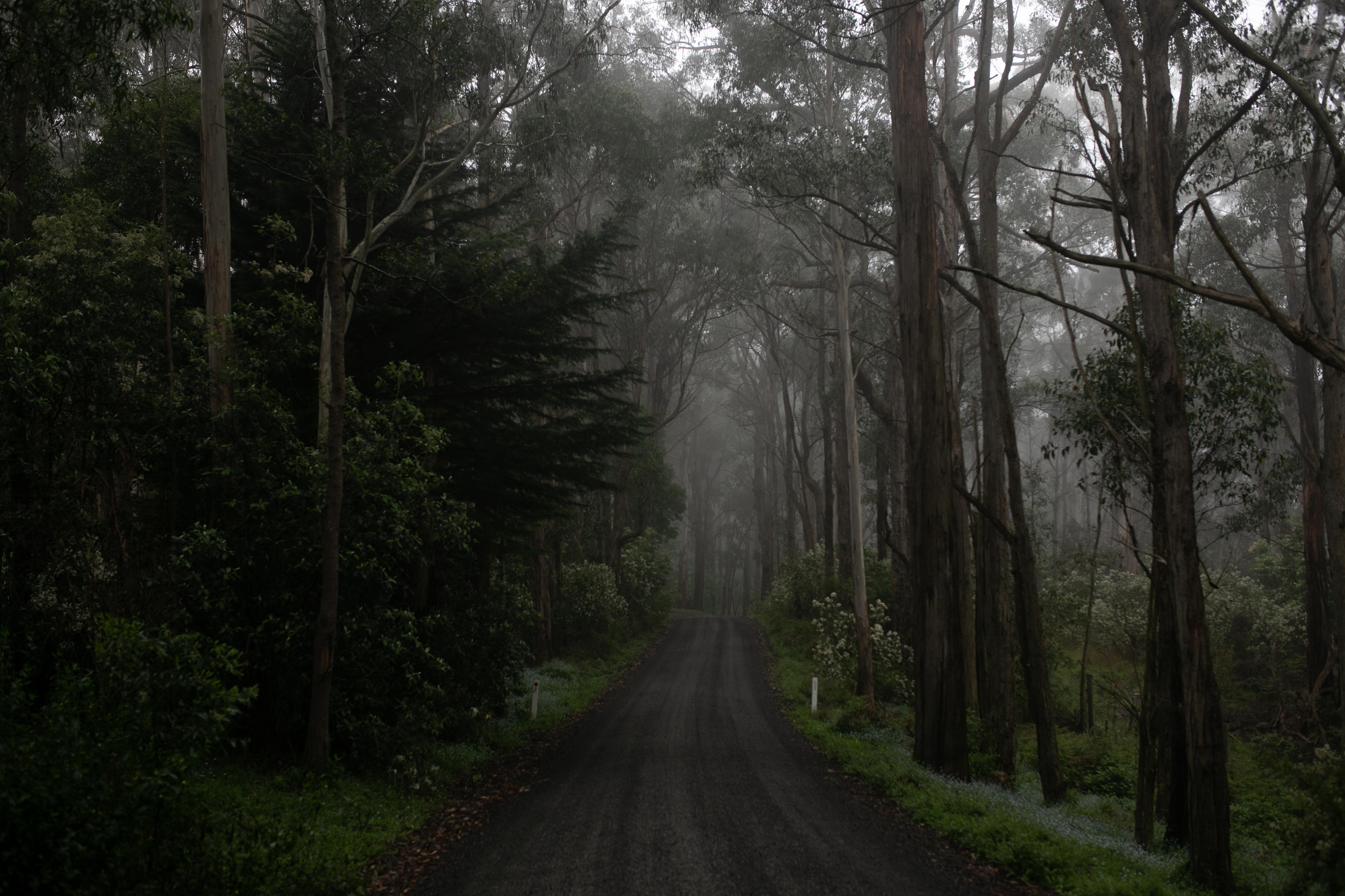 Fog sits over a bitumen road, lined with tall trees