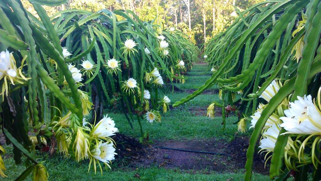 Dragon fruit season fires up in the Northern Territory ABC News