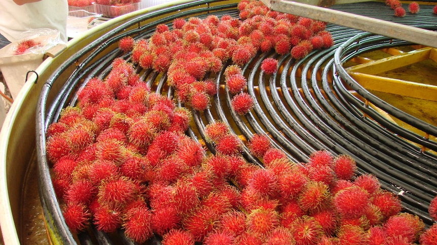 Rambutans ready to be packed