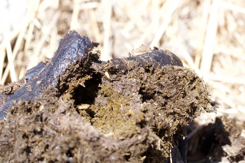 A dung beetle tunnel in a cow pat