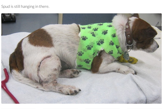 A screenshot of Spud the dog's crowdfunding page