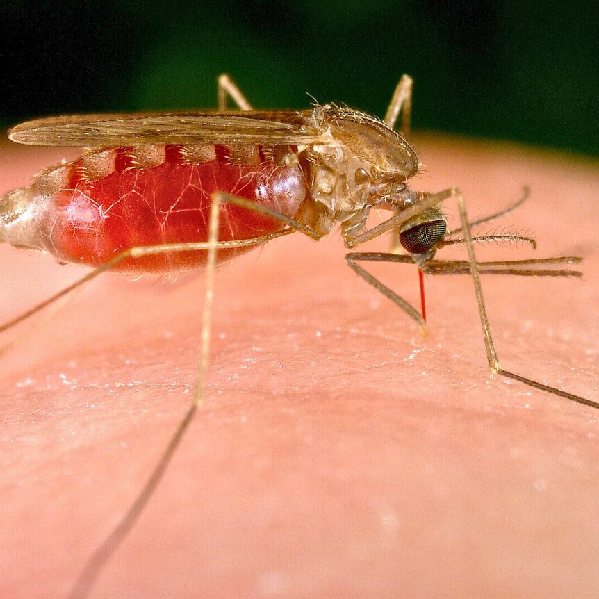 A mosquito sits on a human finger feeding.