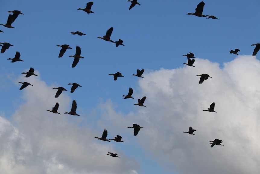 Magpie Geese in flight