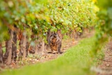 A brown wallaby stops under leafy green grapevines in a vineyard at Yalumba in Eden Valley.