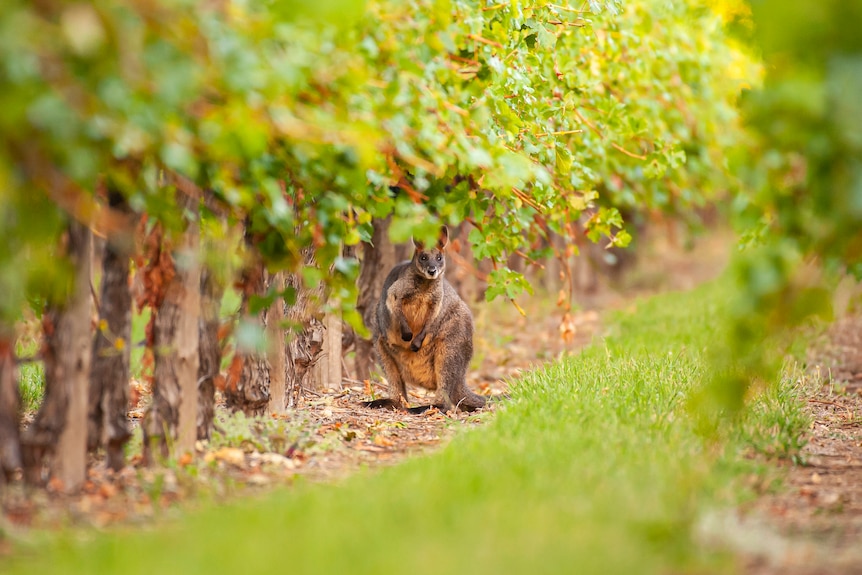 A brown wallaby stops under leafy green grapevines in a vineyard at Yalumba in Eden Valley.