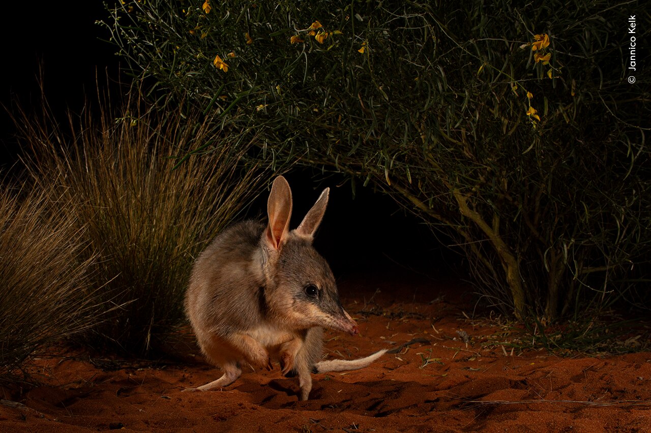 Wildlife Photographer of the Year exhibition touches down in Sydney ...