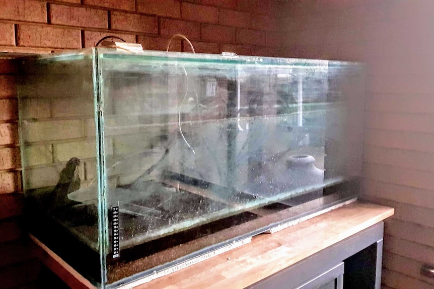 A dirty fish tank sits on a desk against a brick wall.