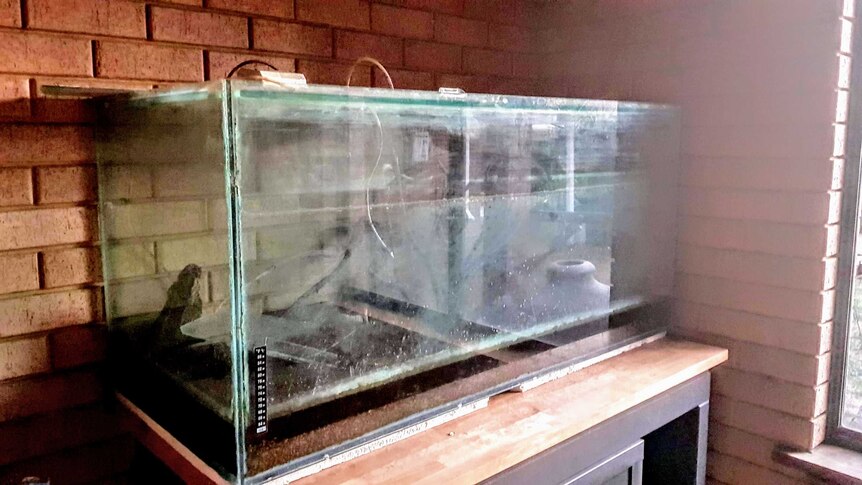 A dirty fish tank sits on a desk against a brick wall.