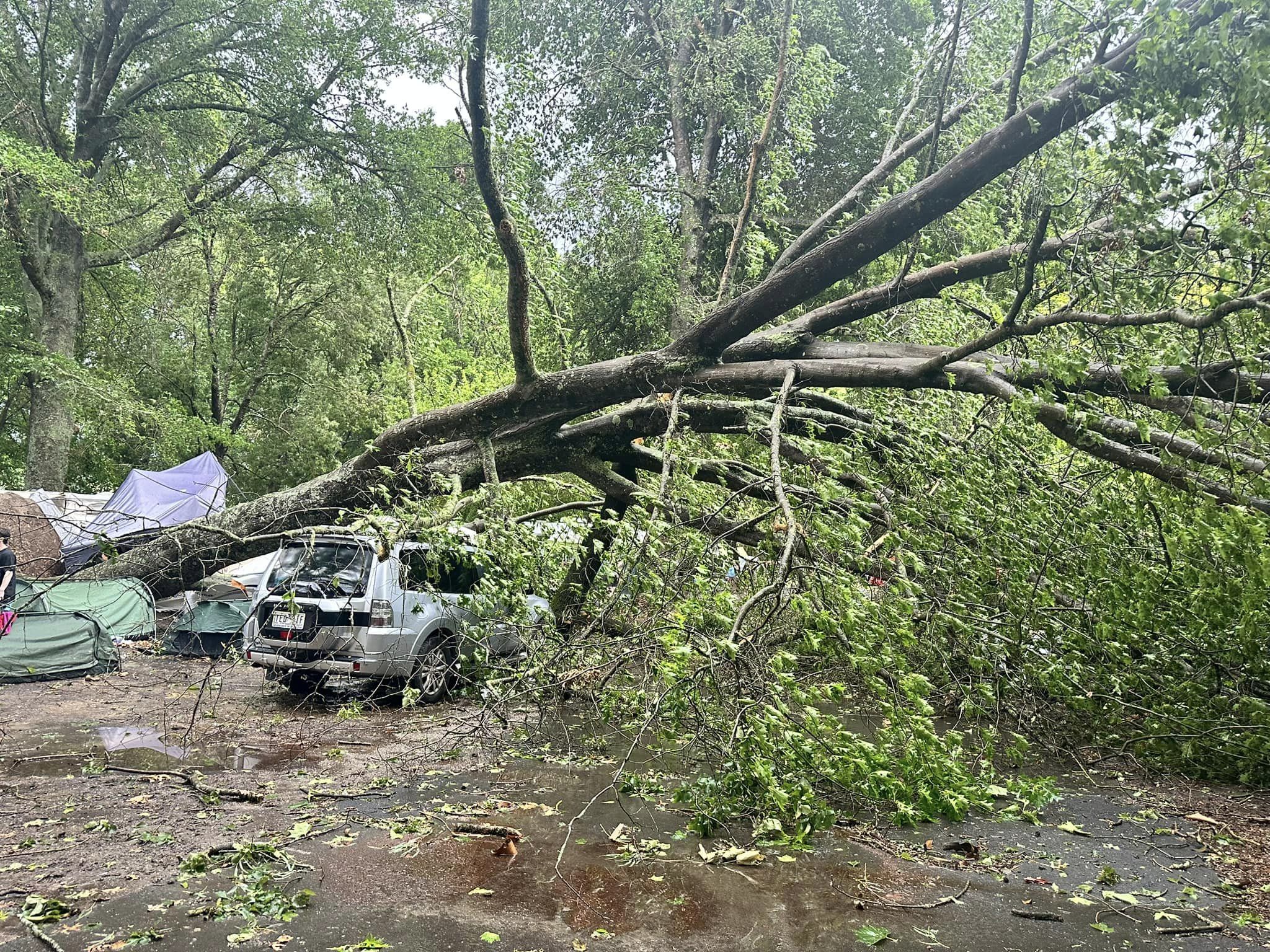 A large tree on a car. 