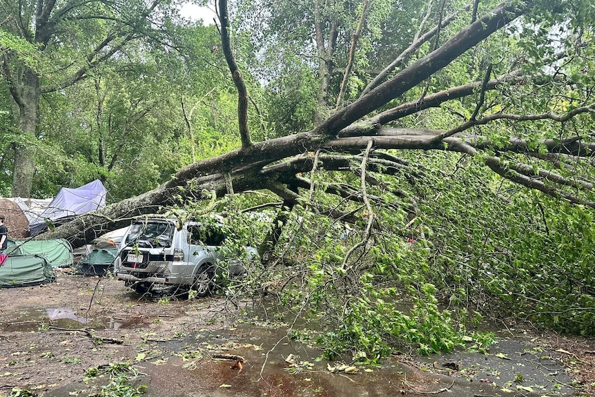 A large tree on a car. 