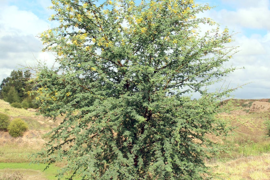 acacia épineux