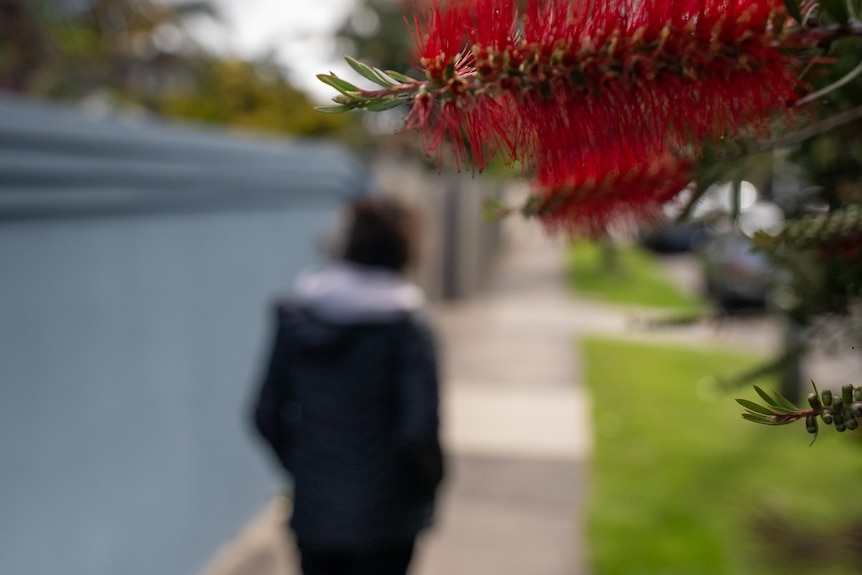 A blurry picture of a woman walking away in the distance with a bright red native blossom in focus in the foreground