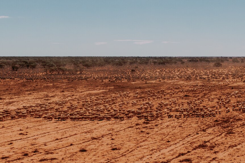 An expanse of red dirt, stretching for what looks like miles.