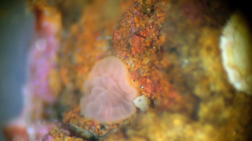 An underwater image of some brightly coloured coral