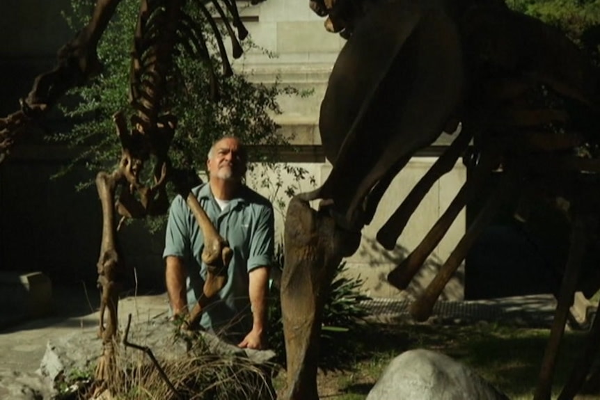 A palaentologist leans against a fossil base, looking at a dinosaur skeleton