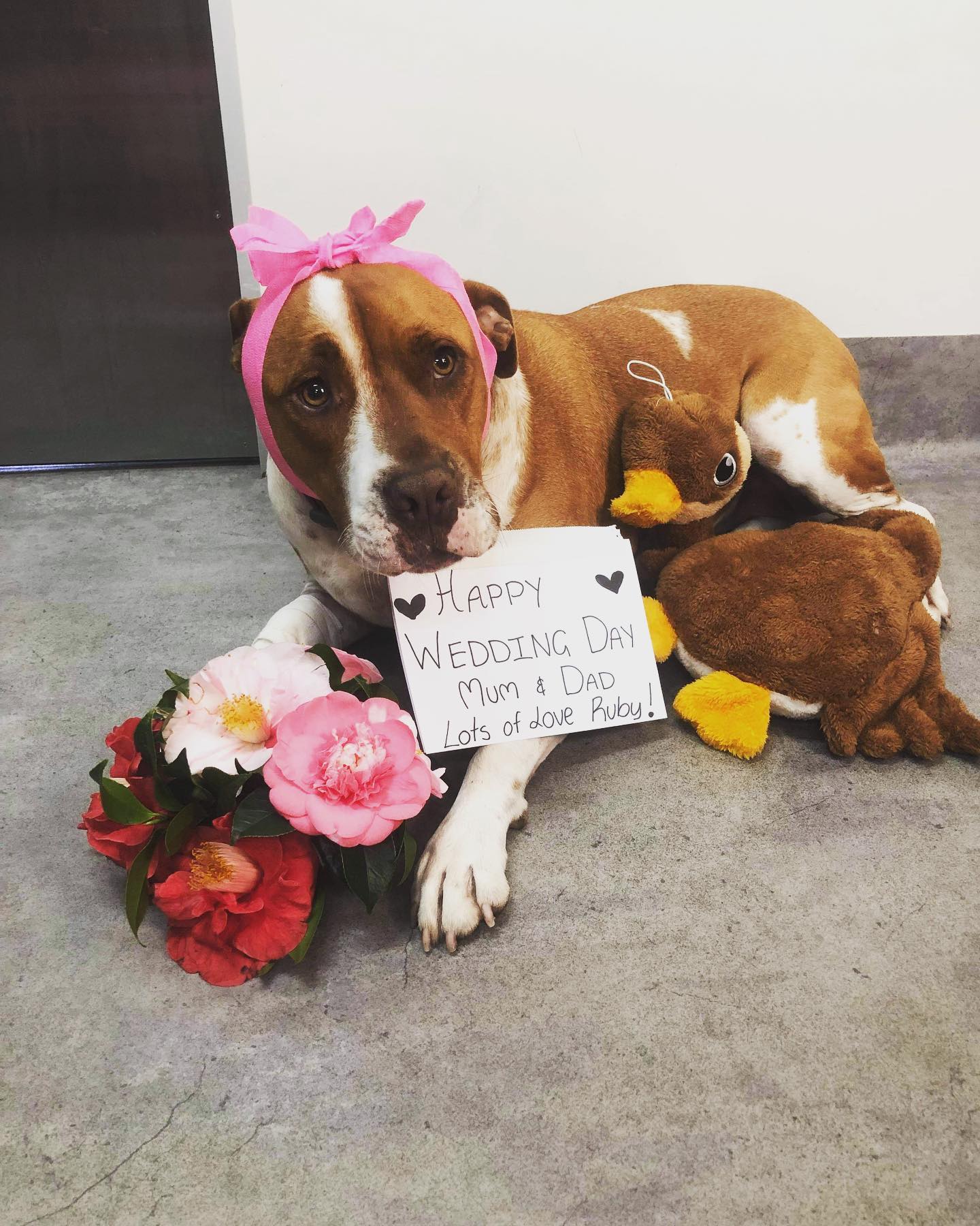 Four Legged Bridesmaid Misses Out On Her Duties After Horror Snake Bite Abc News