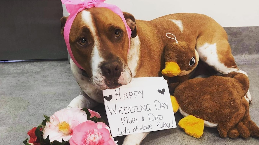 A large, brown and white dog wearing a pink bow sits in front of a sign with toys and flowers spread around her 