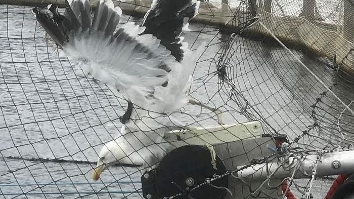 Bird caught in netting at salmon farm enclosure.