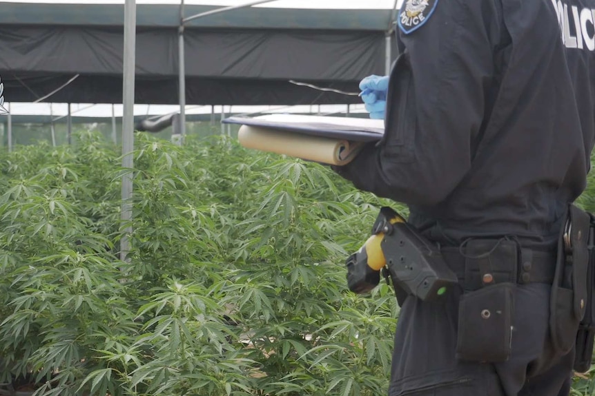 A police officer standing taking notes looking out over cannabis plants in greenhouse structure.