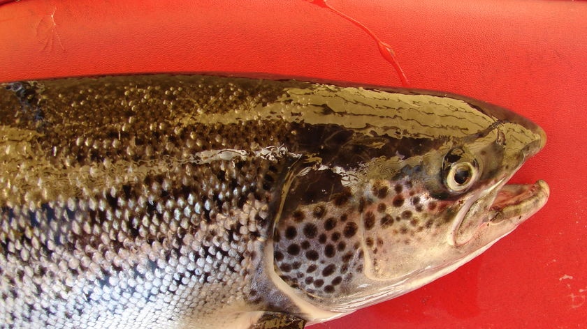 head shot of atlantic salmon
