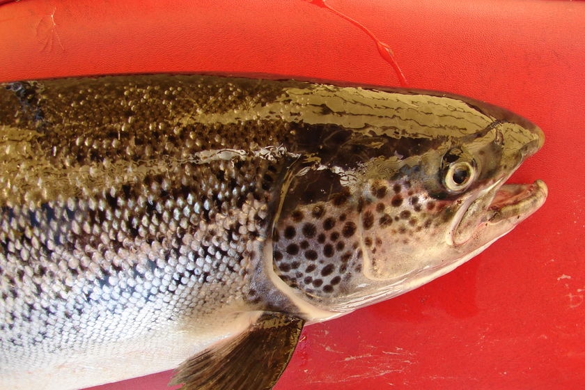 head shot of atlantic salmon