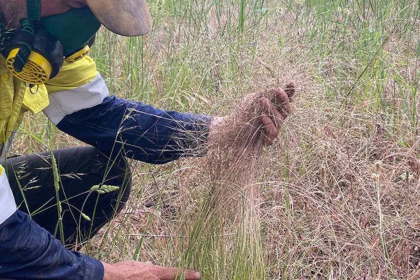 A person in hi-vis wearing a gas mask crouches down and handles some dry grassy weed.