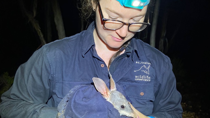 A woman holding a bilby.
