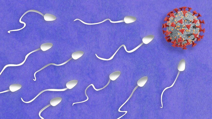 a bunch of white sperm swimming towards a COVID-19 molecule
